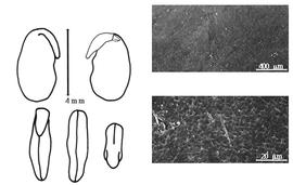  Cotyledon, embryo, and testa:  C. ovalifolia  K.S. Kunth - embryo, cotyledons, and testa SEMs.
