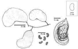  Fruit and seed:  C. mopane  (T. Kirk ex G. Bentham) T. Kirk ex J.J.G. Léonard - left fruit cluster, bottom center seeds, right seed in situ.
