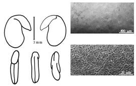  Cotyledon, embryo, and testa:  C. orientalis  P. Miller - embryo, cotyledons, and testa SEMs.
