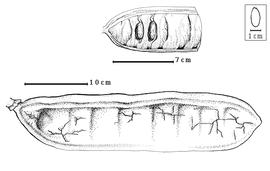  Fruit and seed:  C. racemosa  W. Bojer - top seeds in situ, bottom fruit.
