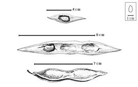  Fruit and seed:  C. multifida  (Robinson) Standley - bottom fruit, center and top seeds in situ.
