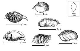  Fruit:  C. edulia  W.B. Hemsley - top left and top center 1-seeded fruits, center and bottom right 4-seeded fruits, bottom center seeds in situ in 4-seeded fruit, bottom left seed in situ in 1-seeded fruit.
