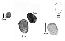  Fruit and seed:  C. africana  J. de Loureiro - left solitary fruit, center group of 2 seeds with endocarp functioning as testa, right seed without endocarp.
