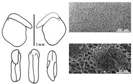  Cotyledon, embryo, and testa:  C. caribaea  (N. von Jacquin) M. Lavin - embryo, cotyledons, and testa SEMs.
