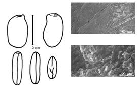  Cotyledon, embryo, and testa:  C. brownii  S.T. Dunn - embryo, cotyledons, and testa SEMs.
