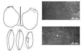  Cotyledon, embryo, and testa:  C. mollis  C.F.P. von Martius ex G. Bentham - embryo, cotyledons, and testa SEMs.
