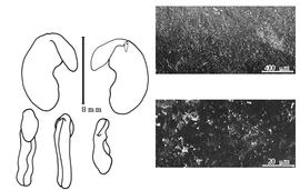  Cotyledon, embryo, and testa:  C. juncea  C. Linnaeus - embryo, cotyledons, and testa SEMs.
