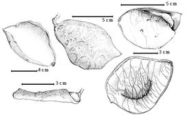  Fruit:  C. antillana  I. Urban - bottom right fruit;  C. curtisii  D. Prain - bottom left valve;  C. papuana  A.J.G.H. Kostermans - top right dehisced fruit;  C.  sp. - top center fruit, top left valve.
