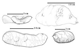  Fruit:  C. chrysantha  (J.B.L. Pierre) K.M. Schumann - bottom right fruit;  C. glaberrima  (Steudel) Macbride - top right fruit, top left enrolled valve;  C. oblonga  G. Bentham - bottom left fruit.
