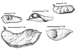  Fruit and seed:  C. congolanum  (De Wildman) J.J.G. Léonard - bottom right seed in situ;  C. curtisiorum  Johnston - top right dehisced fruit, top left seeds in situ;  C. exfoliatum  E.A.J. De Wildeman subsp. pseudotaxus (E.G. Baker) P.A. Duvigneaud & J.P.M. Brenan - bottom left fruit;  C. maraviense  D. Oliver - top center seeds in situ.
