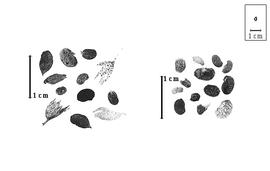  Fruit and seed:  C.  spp. - fruits with and without calyx and embryos with and without epicarp.
