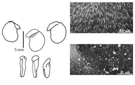  Cotyledon, embryo, and testa:  C. tetragonoloba  (C. Linnaeus) P.H.W. Taubert - embryo, cotyledons, and testa SEMs.
