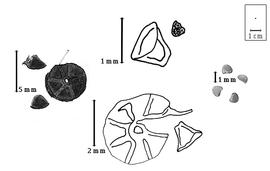  Fruit, fruit segment, and seed:  C. stellaris  A. Afzelius ex J.G. Baker - left articles and fruit, center bottom article with marginal dehiscences, (see genus notes), center top segment with seed dispersing, and right seeds.
