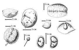  Fruit and seed:  C. bauhiniifolia  G. Bentham - 3rd row bottom 1-seeded fruit (L) and 2-seeded fruit (R);  C. grandiflora  A. Gray - 2nd row top fruit in lateral view;  C. inaequifolia  A. Gray - 1st row top fruit in lateral view;  C. marginata  G. Bentham - 2nd row bottom fruit in lateral view;  C. retusa  Britton & J.N. Rose - 3rd row top fruit;  C. spruceana  G. Bentham - 1st row bottom fruit in lateral view;  C. webberi  E.G. Baker - 4th row bottom seed in situ; C. sp. - 4th row top fruit.
