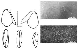  Cotyledon, embryo, and testa:  C. sessilifolium  (C. Linnaeus) O.F. Lang - embryo, cotyledons, and testa SEMs.
