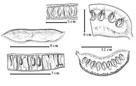  Fruit and seed:  D. baccal  (E. Chiovenda) E.G. Baker bottom left seeds in situ;  D. boiviniana  (H.E. Baillon) R.P.R. Capuron - top right partial endocarp;  D. elata  (C. Linnaeus) Gamble - left center fruit;  D. floribunda  ( H.E. Baillon) R.P.R. Capuron - top center partial endocarp;  D. tomentosa  (R. Viguier) R.P.R. Capuron - bottom right endocarp.
