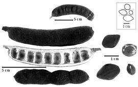  Fruit and seed:  E. ebano  (J.L. Berlandier) R.C. Barneby & J.W. Grimes - left fruits;  E.  spp. - right seeds.
