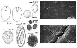  Seed, cotyledon, embryo, and testa:  E. abyssinica  Steudel ex A. Richard - top center seed topography, bottom right testa SEM;  E. gigas  (C. Linnaeus) Fawcett amp; Rendle - bottom far left seed topography, bottom left center seed in longitudinal section showing cavity between cotyledon, top right testa SEM;  E. glandulosa  J.B.L. ex Gagnepain - top left center seed topography;  E. polystacha  (C. Linnaeus) de Candolle - top far left cotyledon concealing all but tip of radicle (L) and embryonic axis (R);  E. pursaetha  de Candolle - bottom center seed;  E.  spp. - center seeds.
