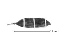  Fruit:nbsp; E. venusta  H.W. Schott ex C.P.J. Sprengel - fruit.
