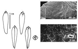  Cotyledon, embryo, and testa:  F. fendleri  G. Bentham - embryo, cotyledons, and testa SEMs.
