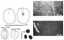  Seed, cotyledon, embryo, and testa:  H. mexicana  (Rose) Britton amp; Rose - testa SEMs;  H. pallens  (G. Bentham) Britton amp; J.N. Rose - bottom far left seed topography, top left cotyledon concealing radicle (L) and embryonic axis (R);  H. sonorae  (S. Watson) Britton amp; J.N. Rose - bottom left center seed topography;  H.  spp. - bottom center seeds.
