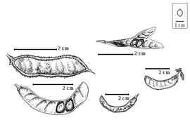  Fruit and seed:  H. burchellii  G. Bentham - top left fruit,  H. chicamana  E.P. Killip amp; Macbride - top right seeds in situ;  H. drepanocarpa  A. Gray - far right center fruit,  H. falcaria  J.A. Cavanilles - bottom center fruit, bottom left seeds in situ.

