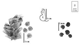  Fruit and seed:  H. drepanocephalus  (E.G. Baker) P.A. Duvigneaud - center fruit (modified from Gillett et al., 1971);  H.  spp. - left articles and fruits concealed in bracts and right seeds.
