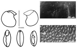  Cotyledon, embryo, and testa:  H. chevalieri  (E.A.J. De Wildeman) P.A. Duvigneaud - embryo, cotyledons, and testa SEMs.
