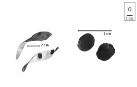  Fruit and seed:  H. ehrenbergii  (F.R.R. Schlechter) H.A.T. Harms - valves and seeds.
