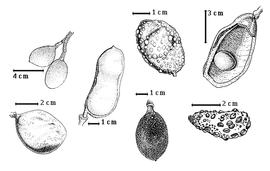  Fruit and seed:  H. eriogyne  G. Bentham - 4th row top seed in situ;  H. intermedia  W.A. Ducke - 1st row bottom fruit;  H. oblongifolia  J.E. Huber - 1st row top fruit cluster;  H. parvifolia  J.E. Huber - 3rd row bottom fruit;  H. rubiflora  W.A. Ducke - 2nd row fruit; H. torrei Léon - 3rd row top fruit;  H. verruosa  Gaertner - 4th row bottom fruit.
