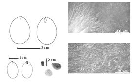  Seed, cotyledon, embryo, and testa:  H. courbaril  C. Linnaeus - top left cotyledon split and concealing radicle (L) and embryonic axis (R);  H. verruosa  Gaertner - bottom far left cotyledon split and concealing radicle (L) and embryonic axis (R), testa SEMs;  H.  spp. - bottom left center seeds.
