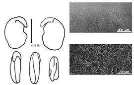  Cotyledon, embryo, and testa:  H. circinnatus  (C. Linnaeus) C.G. Savi - embryo, cotyledons, and testa SEMs.
