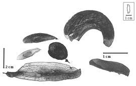  Fruit and seed:  H.  spp. - fruits and seeds (curved seed apex has damaged testa).
