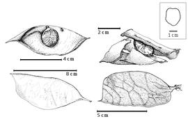  Fruit and seed:  H. afzelii  (D. Oliver) H.A.T. Harms - top left seed in situ;  H. floribunda  (G. Bentham) H.A.T. Harms - bottom right fruit;  H. laxiflora  (G. Bentham) H.A.T. Harms - bottom left fruit, top right seed in situ.
