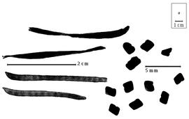  Fruit and seed:  I. costatum  (J.B.A. Guillemin & G.S. Perrottet) Schrire - fruits;  I.  spp. - seeds.
