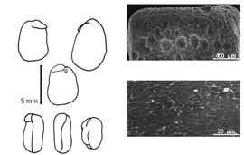  Cotyledon, embryo, and testa:  I. kirilowii  C.J. Maximowicz & I.V. Palibin - embryo, cotyledons, and testa SEMs.
