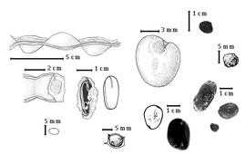  Fruit and seed:  I. alba  (Sweet) C.L. von Willdenow - center seed topograpy, 2nd row top seed;  I. capitata  A.N. Desvaux - bottom right partial fruit, right center embryo in situ;  I. marginata  C.L. von Willdenow - top, left to right, free endocarp containing 1 seed in situ, free endocarp containing 1 seed, seed outline;  I. nobilis  C.L. von Willdenow - 1st row top embryo within 1-seeded endocarp segment (L) and cotyledons (R);  I. vera  C.L. von Willdenow subsp.  affinis  (A.P. de Candolle) T.D. Pennington - 2nd row bottom seed in transection (L) and testa (R);  I.  spp. - 1st row bottom seeds.
