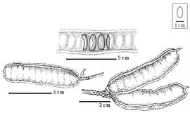  Fruit and seed:  I. congesta  T.D.Pennington - bottom left fruit;  I. pleiogyna  T.D. Pennington - bottom right fruit, top embryos in situ.
