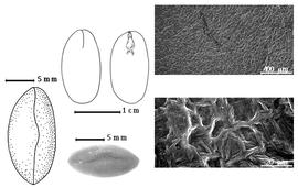  Seed, cotyledon, embryo, and testa:  I. congesta  T.D.Pennington - top left center cotyledon concealing radicle (L) and embryonic axis (R), bottom left center seed, testa SEMs;  I. pleiogyna  T.D. Pennington - bottom left embryo.
