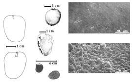  Seed, cotyledon, embryo, and testa:  I. bijuga  (Colebrooke) C.E.O. Kuntze - top left center seed topography, far left cotyledon split and notched and concealing all but tip of radicle (above) and embryonic axis (below), bottom left center seeds, testa SEMs;  I. palembanica  F.A.W. Miquel - left center seed topography.
