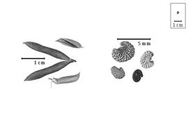  Fruit and seed:  I.  spp. - fruits with and without calyx (closed and dehisced), valves, and seeds.
