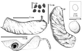  Fruit and seed:  J. globiflora  (G. Bentham) Troupin - top left fruit, far right seed topography;  J. magnistipulata  (H.A.T. Harms) Troupin - right center fruit;  J. paniculata  (G. Bentham) Troupin - bottom left seed in situ;  J.  spp. - top center seeds.
