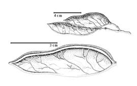  Fruit:  K. celebica  A.J.G.H. Kostermans - top fruit cluster, bottom fruit [both after Kostermans, 1952].
