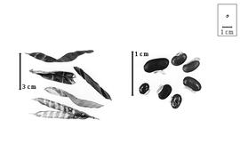  Fruit and seed:  K.  spp. - fruits and seeds.
