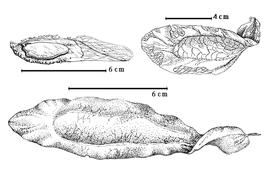  Fruit and seed:  K. malaccensis  A.C. Maingay - top left seed in situ, top right fruit, bottom fruit.
