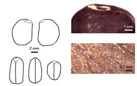  Cotyledon, embryo, and testa:  L. multiflora  (J. Torrey amp; A. Gray) R.H. Fortunato, L.P. de Queiroz amp; G.P. Lewis - embryo, cotyledons, and testas.
