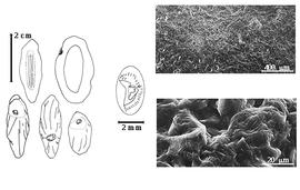  Cotyledon, embryo, and testa:  L. tango  (P.C. Standley) G.P. Yakovlev - embryo, cotyledons, magnification, and testa SEMs.
