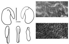  Cotyledon, embryo, and testa:  L. benguellensis  - embryo, cotyledons, and testa SEMs.
