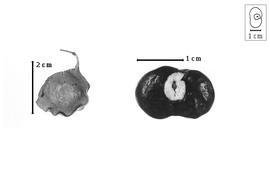  Fruit and seed:  L. capparideus  G. Bentham ex L.D. Planchon - fruit and seed.
