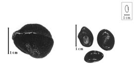  Fruit and seed:  L. brachycarpus  (Harms) Breteler - fruit; L. spp. - seeds.
